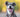 Happy gray dog with tongue out smiling in a sunny outdoor setting, closeup portrait capturing joyful expression and bright eyes.