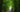 Person in jacket walking a dog along a peaceful green forest trail under tall trees on a quiet nature path.
