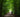 Person in jacket walking a dog along a peaceful green forest trail under tall trees on a quiet nature path.