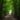 Person in jacket walking a dog along a peaceful green forest trail under tall trees on a quiet nature path.